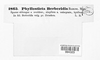 Phyllosticta berberidis image